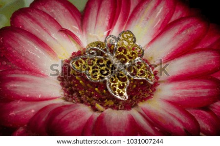 Gold butterfly on rainy flower