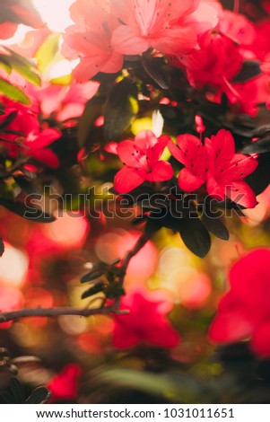 screensaver, background and wallpaper for your desktop and advertising, on the photo flowers azaleas and orchids in vintage fashionable style