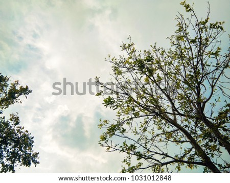 The background is belly, cloudy, with a tree at the corner of the picture, used as a background image.