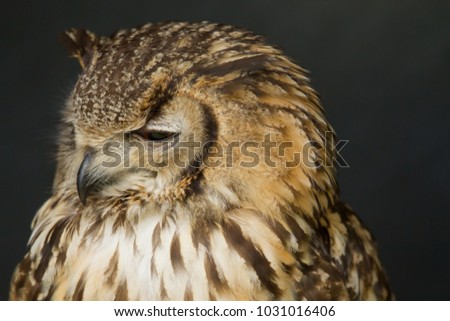 photo portrait of a majestic Eagle owl 