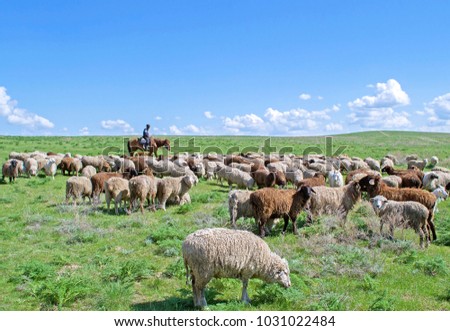 Flock of sheep  & shepherd riding horse in green steppe against blue sky with white clouds. Selective focus
