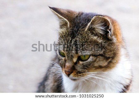 Close up image of the cat with green eyes against a gray background and soft focus effect.