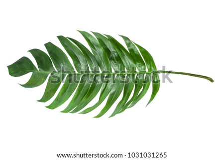 Leaves in tropical jungle of leaf isolated on white background.