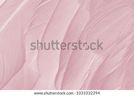 Beautiful Caral Blush violet vintage color trends feather texture background