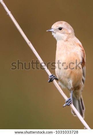 Young pendilin tit sits on the reed on brown blurred background. Close up and detailed photo