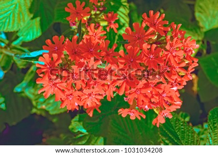 Red Lychnis chalcedonica flower in the garden