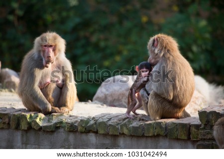 baby and females of hamadryas baboon, papio hamadryas, sitting and resting
