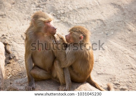 two baboons of hamadryas baboon, papio hamadryas, grooming each other