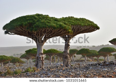 Dragon trees at Dixam plateau Socotra Island shown at sunset, Yemen, Africa Royalty-Free Stock Photo #1031051665