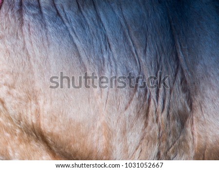  Cow skin texture background