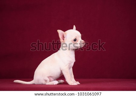 chihuahua puppy on claret background