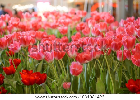 Dynasty Tulip flowers. Royalty-Free Stock Photo #1031061493