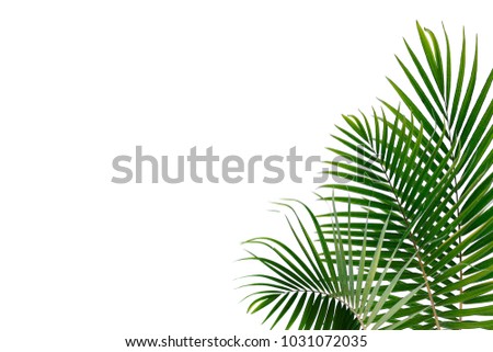 Tropical Palm Leaf On White Background 