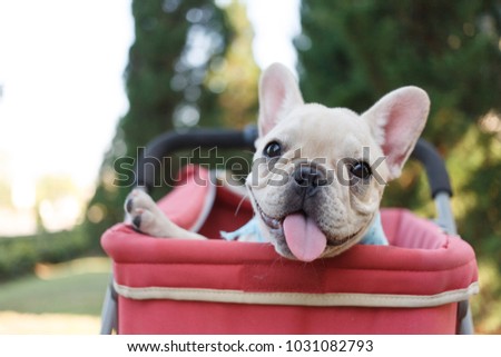 french bulldog puppies in pink pet stroller at a park.