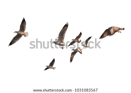 Flock of birds flying isolated on white background. This has clipping path. Royalty-Free Stock Photo #1031083567