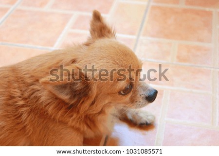 Dog sitting on the tiles floor and looking at door
