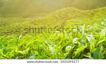 A close up view of Landscape of tea plantation of Cameron Highlands Pahang Malaysia.