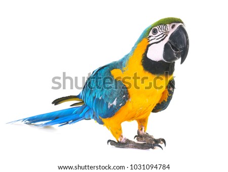 Blue-and-yellow macaw in front of white background Royalty-Free Stock Photo #1031094784