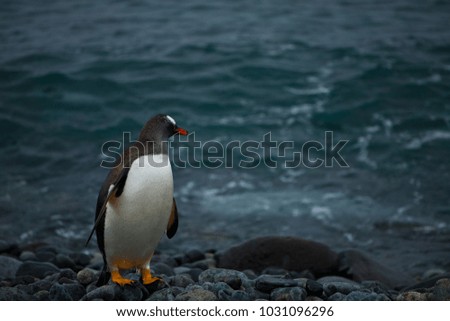 gentoo penguin walking on the beach, antarctic peninsula, antarctica