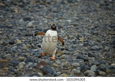 gentoo penguin walking on the beach, antarctic peninsula, antarctica
