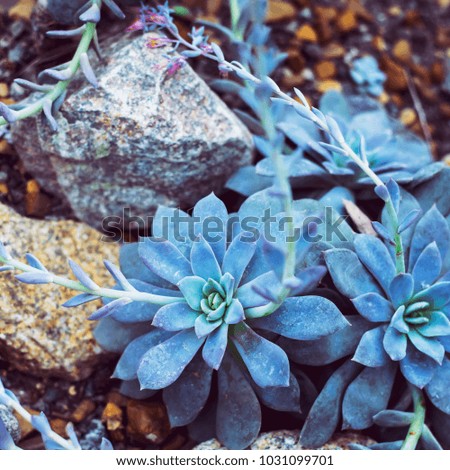 Blue succulents grow among the stones. Decoration for a garden or a house