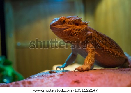 Bearded dragon lizard reptile pet animal portrait close up inside cage zoo