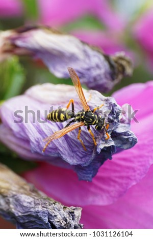 Close-up of floral Caucasian wasp Polistes nimpha seated on a blooming Hibiscus syriacus hibiscus flower in the foothills of the Caucasus in summer                               