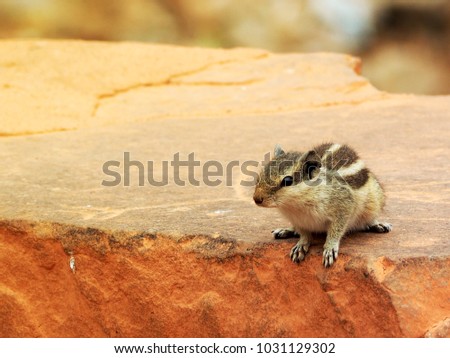 Closeup of a little cute squirrel sitting on an old red brick wall with blurry background with flare light