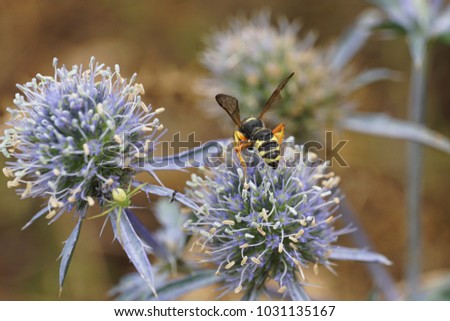 Macro striped yellow-black Caucasian wasp Ammatomus rogenhoferi with wings of a prickly flower sitting on a prickly bluish flower Eryngium planum in the foothills of the Caucasus 