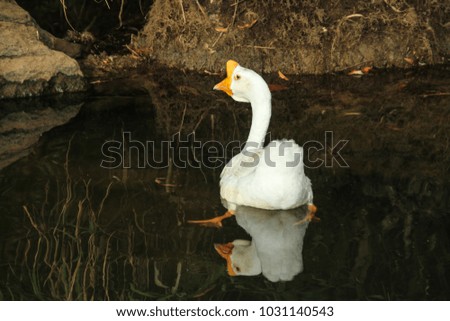 White goose swimming with its own shadow