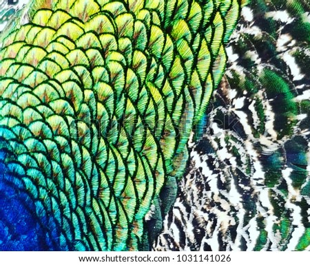 Feathers of peacock