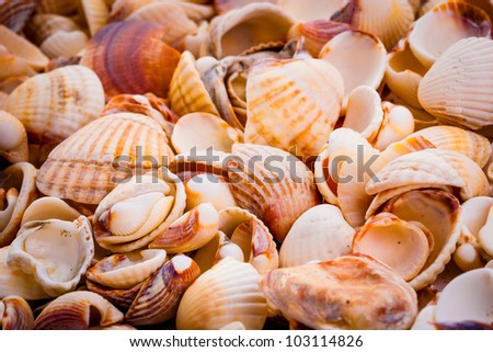 seashells tropical background