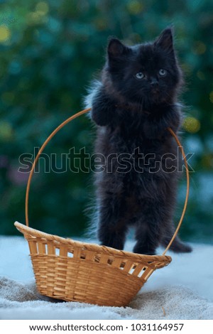  black small kitten sits in a basket  outdoors in the garden, green bokeh background