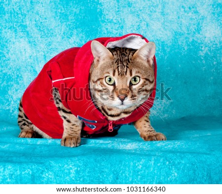 a rapper cat with dress