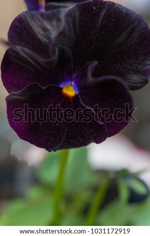 Close up of 'black moon' pansy flower