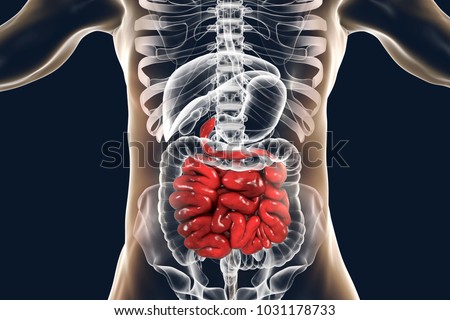 Human digestive system anatomy with highlighted small intestine, 3D illustration Royalty-Free Stock Photo #1031178733