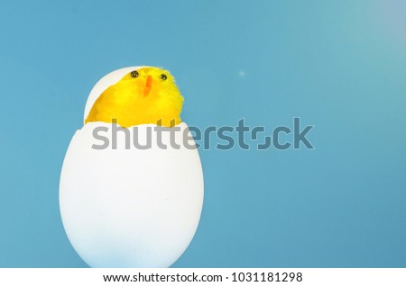 Little toy yellow chick in the eggshell on a blue background with copy space. Easter concept.