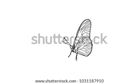 butterfly drawing and coloring page