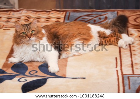 portrait of a fluffy brown-white cat