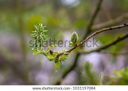 Willow Blossom in the wild nature