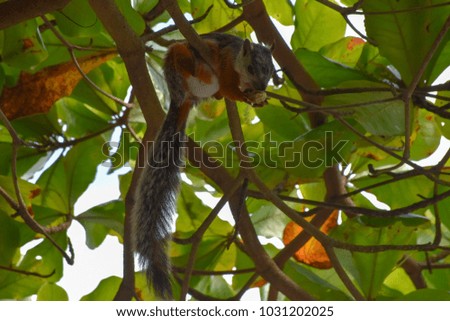 Squirrel eating on the a tree