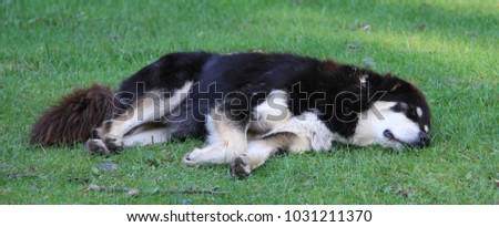 Mongolian Bankhar Dog in Camp with Sunlight Warming Him as He Rests