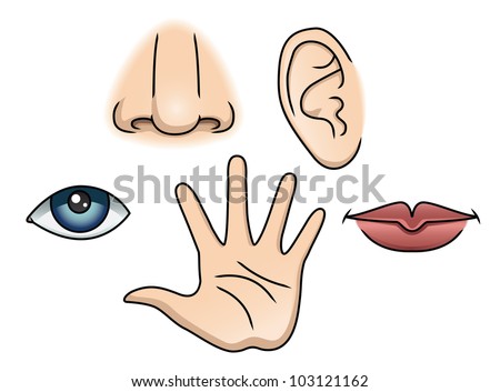 An Illustration depicting the 5 senses. Raster.