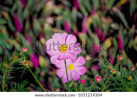 Colorful nature flower background Concept.Beautiful Pink Cosmos flowers garden with sun light blurred background on landscape mountain Udon thani,Thailand.Soft sweet asia vintage flim grain Style.