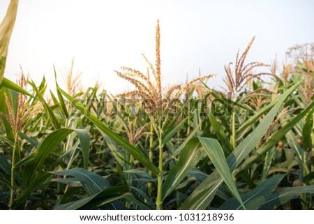 corn field, corn farm. corn flower in sunset