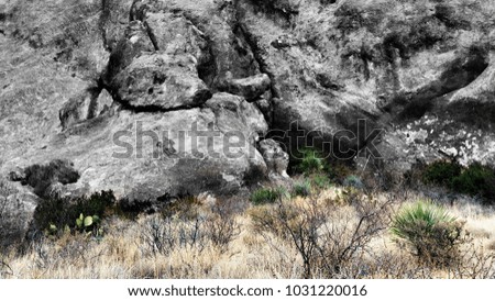 Green plants in front of black and white rocks