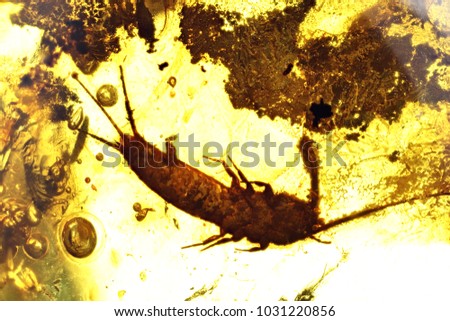 silverfish imprisoned in baltic amber