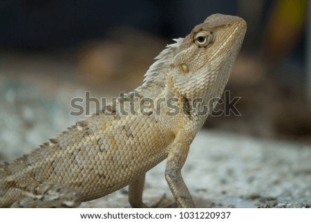 Garden Lizard Looking for Insect Food With Blur Background