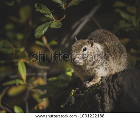 Squirrel in a Bush
