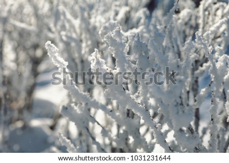 Close up of bush branches under the cap of snow. Tinted photo